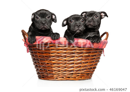 Saffordshire terrier puppies in basket 46169047