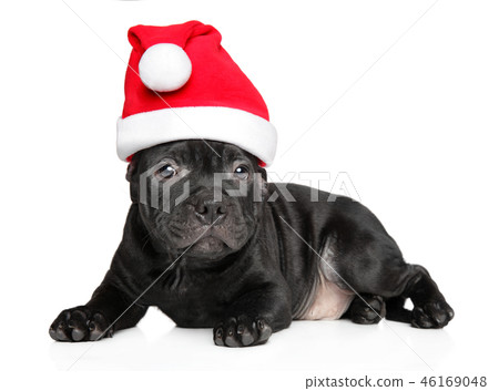 American Staffordshire terrier in Santa red hat 46169048