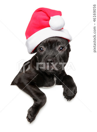 Staffordshire Terrier puppy wearing Christmas hat 46169056
