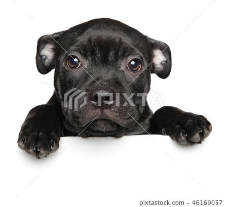 American Staffordshire Terrier puppy above banner 46169057
