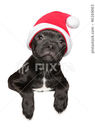 Amstaff wearing Santa red hat above banner 46169063