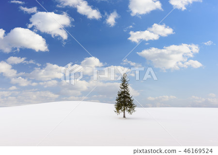 Biei, Japan at the Christmas Tree Biei, Japan at the Christmas Tree 46169524