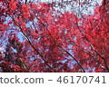 If you look up, one side of autumn leaves 46170741