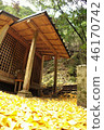 Shrine surrounded by ginkgo 46170742