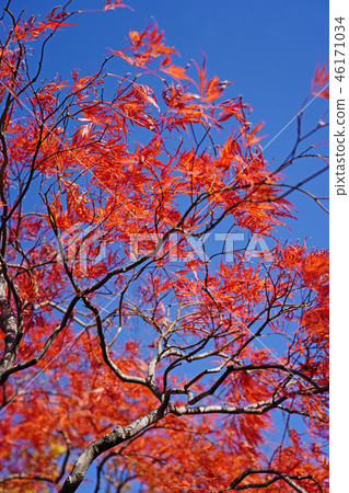 Horch cultivar of Howchkae maple foliage of dance peacock 46171034