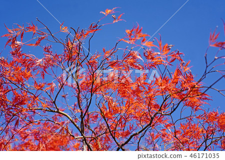 Horch cultivar of Howchkae maple foliage of dance peacock 46171035