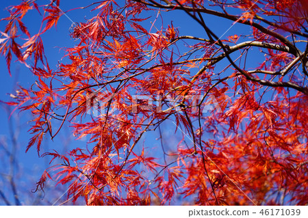 Horch cultivar of Howchkae maple foliage of dance peacock Horch cultivar of Howchkae maple foliage of dance peacock 46171039