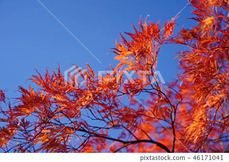 Horch cultivar of Howchkae maple foliage of dance peacock 46171041