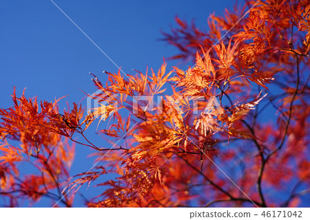 Horch cultivar of Howchkae maple foliage of dance peacock 46171042