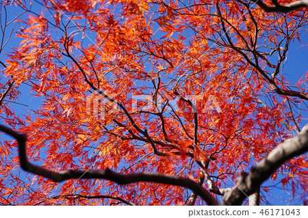 Horch cultivar of Howchkae maple foliage of dance peacock 46171043