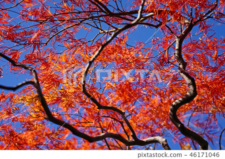 Horch cultivar of Howchkae maple foliage of dance peacock 46171046