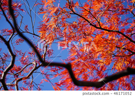 Horch cultivar of Howchkae maple foliage of dance peacock 46171052