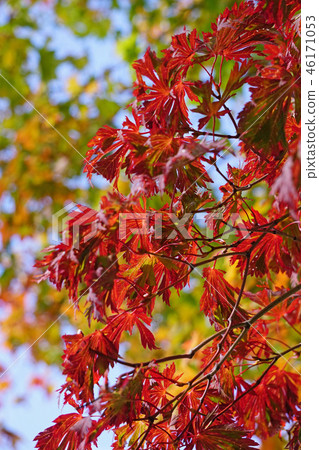 Horch cultivar of Howchkae maple foliage of dance peacock 46171053