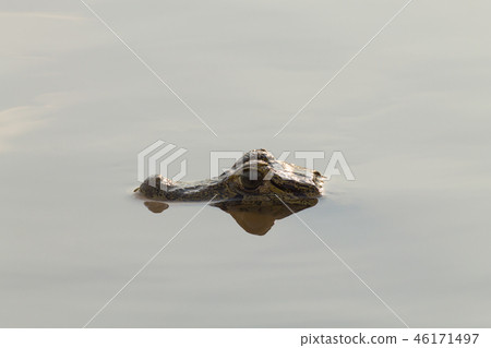 Caiman floating on Pantanal, Brazil 46171497