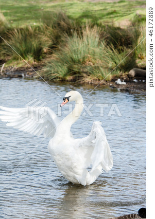 Swan that gets up in the pond and spreads its wings widely Swan that gets up in the pond and spreads its wings widely 46172889