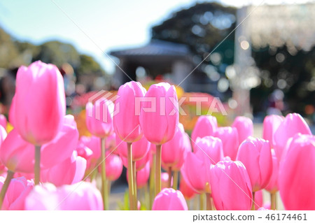 Tulip of Enoshima Samuel Cocking Garden Tulip of Enoshima Samuel Cocking Garden 46174461