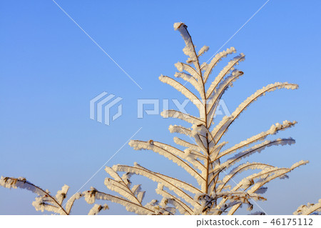 The branches of the shrub in frost are illuminated The branches of the shrub in frost are illuminated 46175112