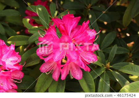 盛開的杜鵑花(3) 盛開的杜鵑花(3) 46175424