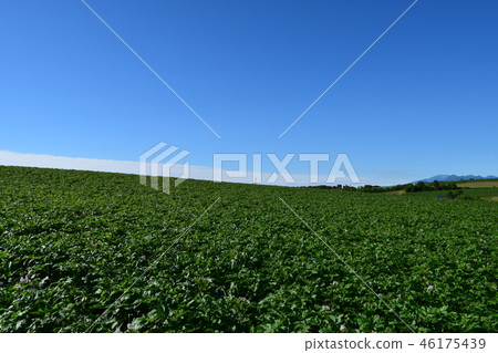 Potato field 46175439