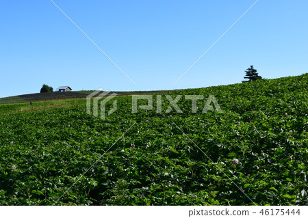 馬鈴薯田 46175444