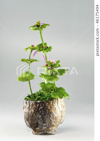 Hotokenosa（花藝術）由樹脂黏土製成 46175494