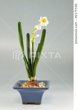 Dispensa由樹脂粘土製成(花藝術藝術) Dispensa由樹脂粘土製成(花藝術藝術) 46175580