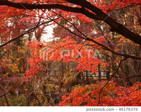 秋葉隧道 46176378