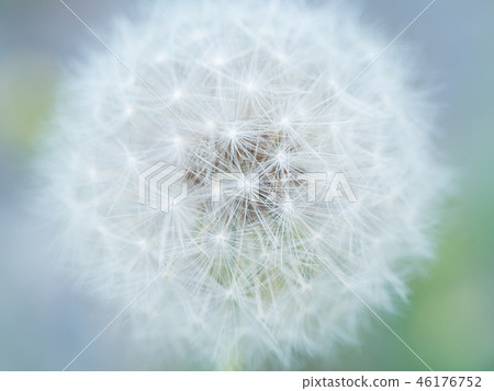 Image of 46176752