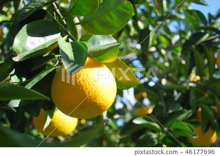 Yatsuo的樹 Yatsuo的樹 46177696