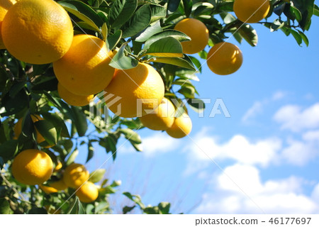 Yatsuo的樹 46177697