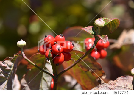 Dogwood fruit Dogwood fruit 46177743