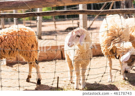 sheep in the cage at the zoo 46178743