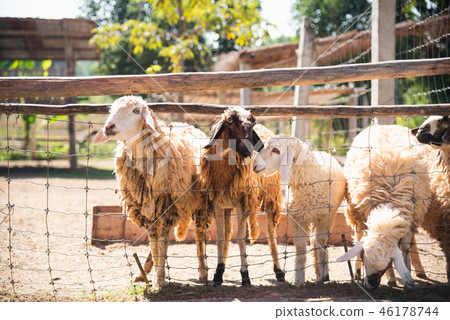 sheep in the cage at the zoo 46178744