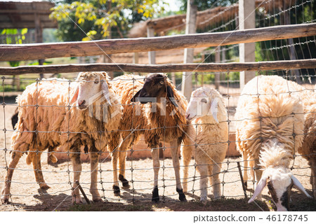 sheep in the cage at the zoo 46178745