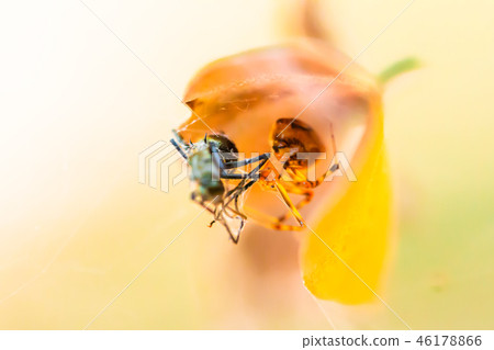 Spider eating food in the nest 46178866