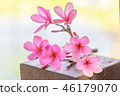 Sweet pink Plumeria flowers 46179070