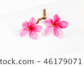 Pink Plumeria flowers, blooming, isolated on white 46179071