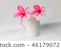 Pink Plumeria flowers, blooming, isolated on white 46179072