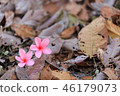 Pink Plumeria flowers, blooming, 46179073