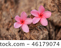 Sweet pink Plumeria flowers, blooming 46179074