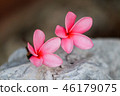 Pink Plumeria flowers, blooming 46179075
