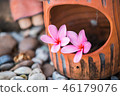 Sweet pink Plumeria flowers, 46179076