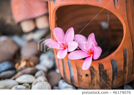 Sweet pink Plumeria flowers, Sweet pink Plumeria flowers, 46179076