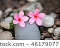 Beautiful sweet pink Plumeria flowers,  46179077