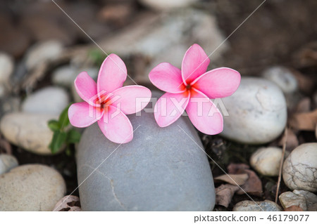 Beautiful sweet pink Plumeria flowers, Beautiful sweet pink Plumeria flowers, 46179077