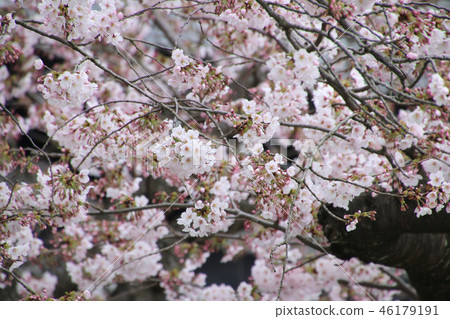 Hase-dera Temple(神奈川縣,鎌倉市)的櫻花 Hase-dera Temple(神奈川縣,鎌倉市)的櫻花 46179191