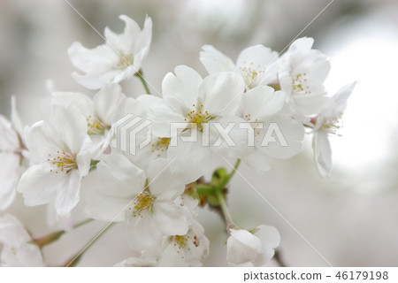櫻桃花瓣 46179198