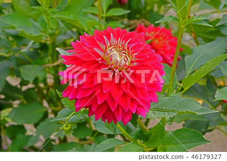 Dariya Mating Festival 46179327