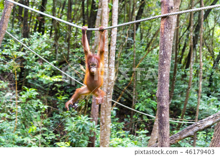 Wild child orang utan 46179403