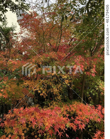 秋葉開始變色 46179406